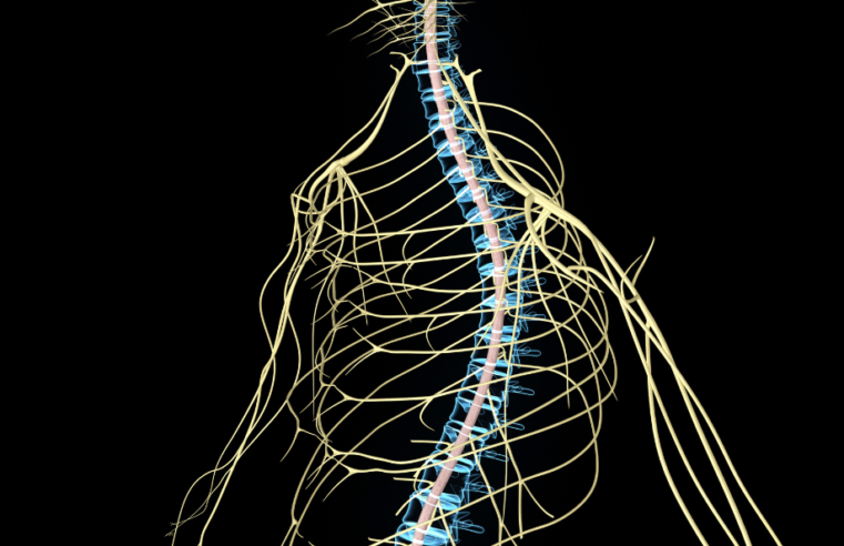 Medula Espinhal: a raíz das sensações e movimentos