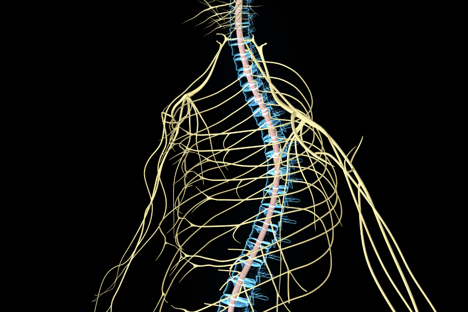 Medula Espinhal: a raíz das sensações e movimentos