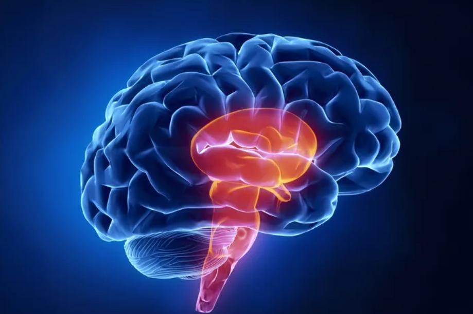 Tronco encefálico: centro vital do sistema nervoso