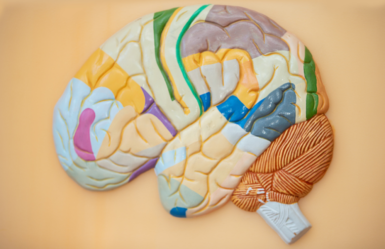 Córtex cerebral: o astro do telencéfalo